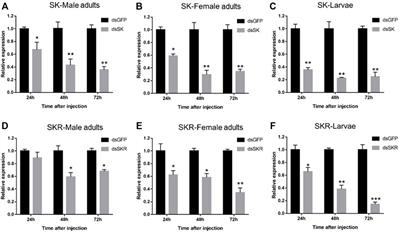 Identification and functional characterization of the sulfakinin and sulfakinin receptor in the Chinese white pine beetle Dendroctonus armandi